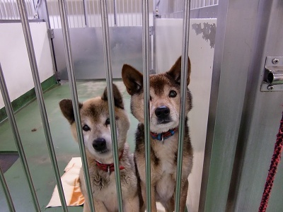 とらきち の ねこさん日記