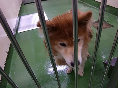 とらきち の ねこさん日記