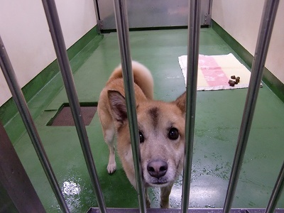 とらきち の ねこさん日記