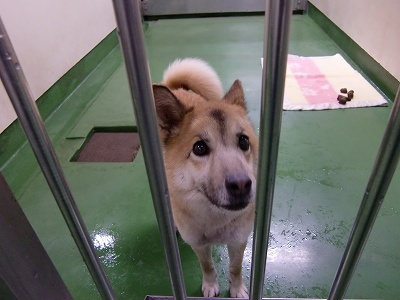 とらきち の ねこさん日記