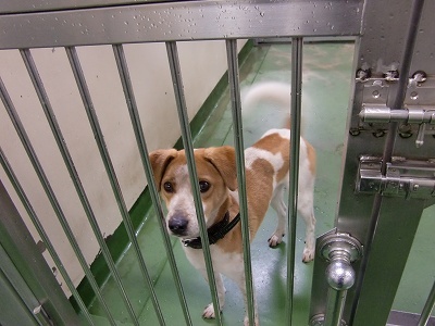 とらきち の ねこさん日記