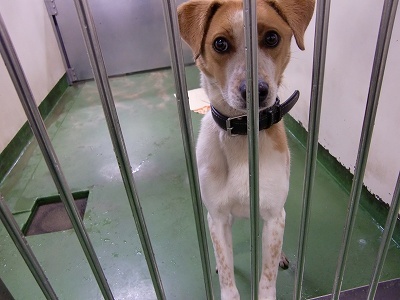 とらきち の ねこさん日記