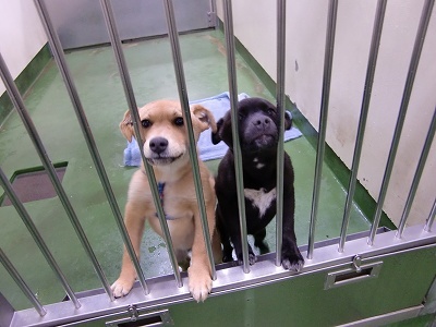 とらきち の ねこさん日記