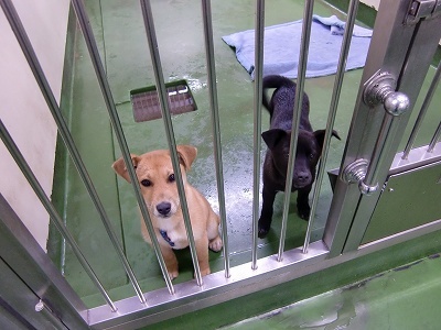 とらきち の ねこさん日記