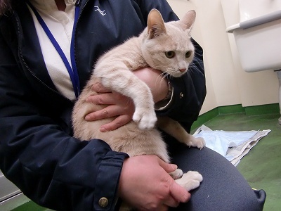 とらきち の ねこさん日記