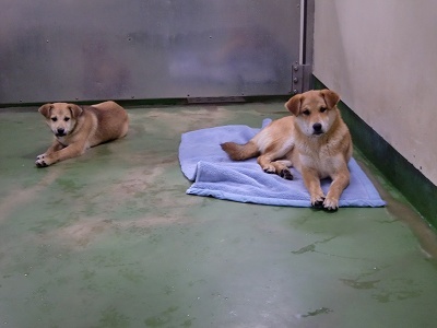 とらきち の ねこさん日記