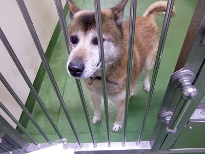 とらきち の ねこさん日記