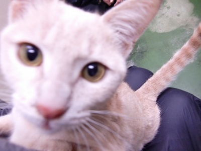 とらきち の ねこさん日記