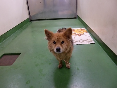 とらきち の ねこさん日記