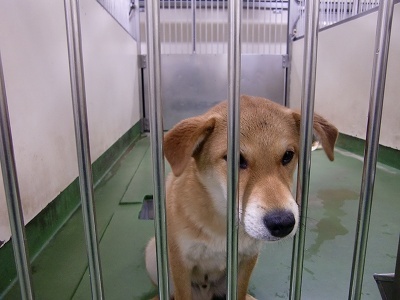 とらきち の ねこさん日記