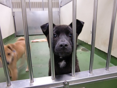 とらきち の ねこさん日記