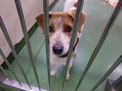 とらきち の ねこさん日記