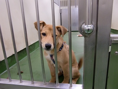 とらきち の ねこさん日記