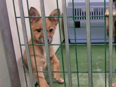 とらきち の ねこさん日記