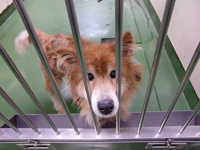 とらきち の ねこさん日記