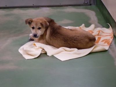 とらきち の ねこさん日記