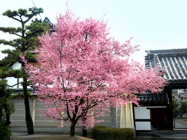 長徳寺（おかめ桜）