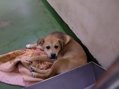 とらきち の ねこさん日記