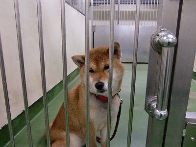 とらきち の ねこさん日記