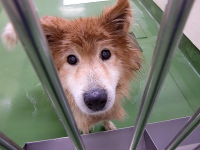 とらきち の ねこさん日記