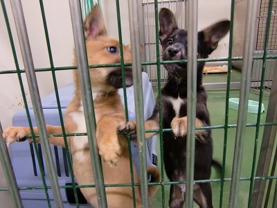 とらきち の ねこさん日記