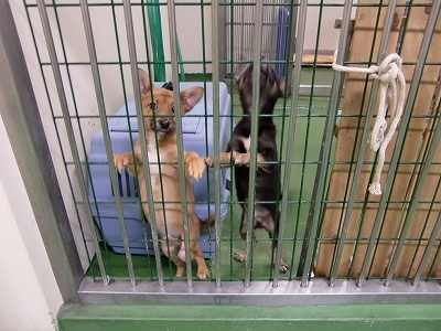 とらきち の ねこさん日記