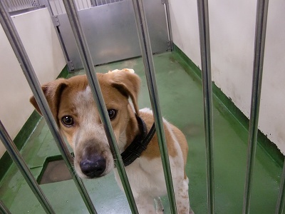 とらきち の ねこさん日記