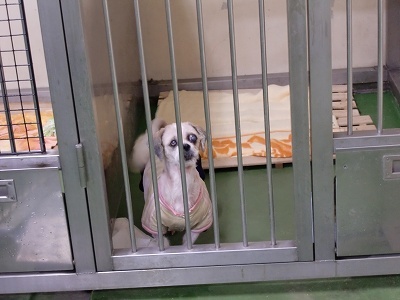 とらきち の ねこさん日記