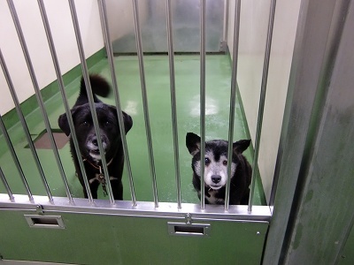 とらきち の ねこさん日記