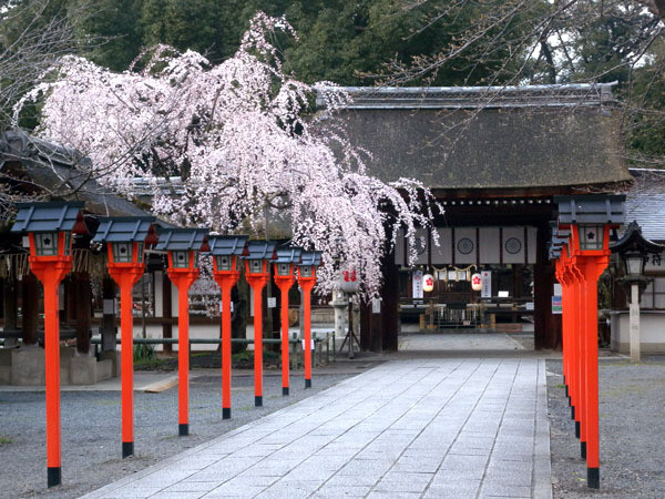 平野神社（魁桜）