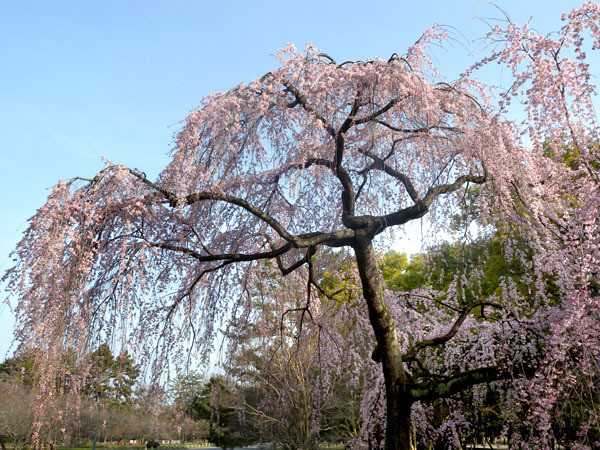 京都御苑（出水の桜）