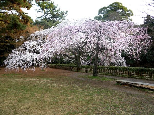 京都御苑（糸桜）