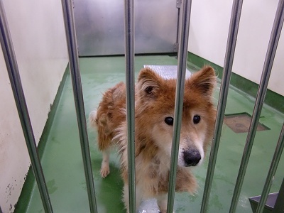 とらきち の ねこさん日記