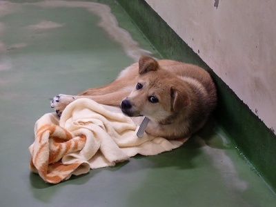 とらきち の ねこさん日記