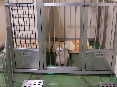 とらきち の ねこさん日記