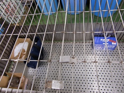 とらきち の ねこさん日記