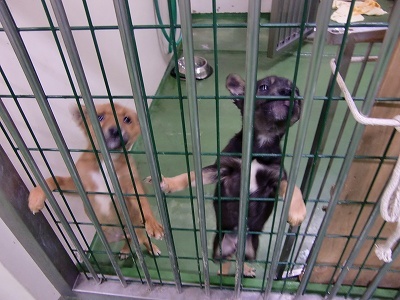 とらきち の ねこさん日記