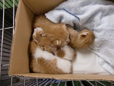 とらきち の ねこさん日記