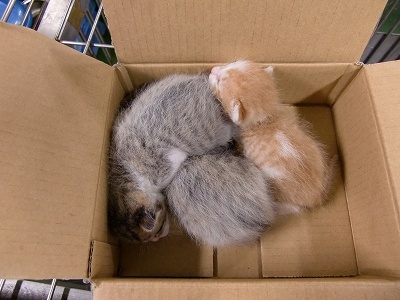 とらきち の ねこさん日記