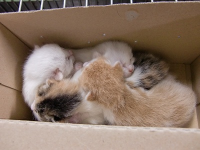 とらきち の ねこさん日記