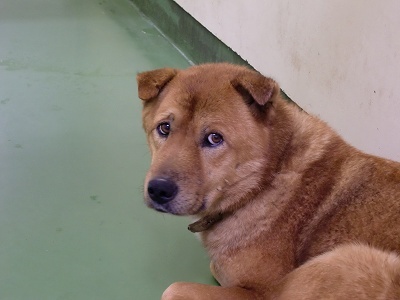 とらきち の ねこさん日記