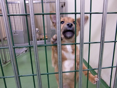 とらきち の ねこさん日記