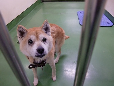 とらきち の ねこさん日記