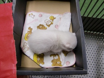 とらきち の ねこさん日記