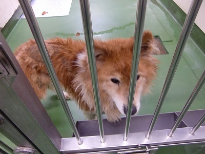 とらきち の ねこさん日記