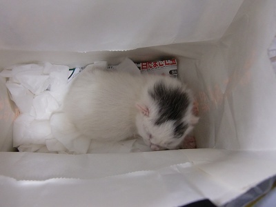 とらきち の ねこさん日記