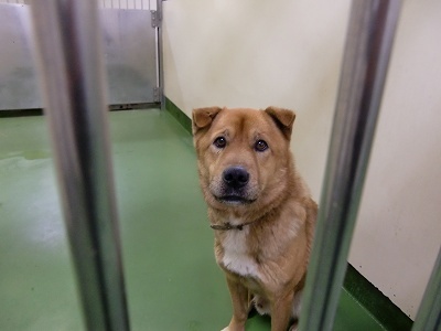 とらきち の ねこさん日記