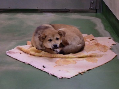 とらきち の ねこさん日記