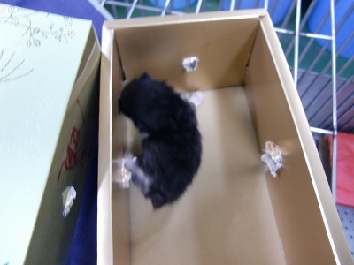 とらきち の ねこさん日記