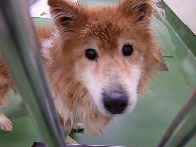 とらきち の ねこさん日記